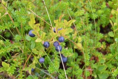 Blaubeere