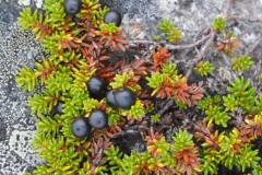 Krahenbeere