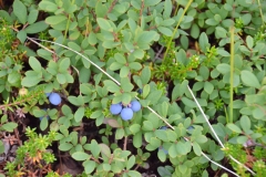 Rauschbeere