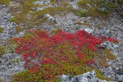 Vorboten-des-Herbstes