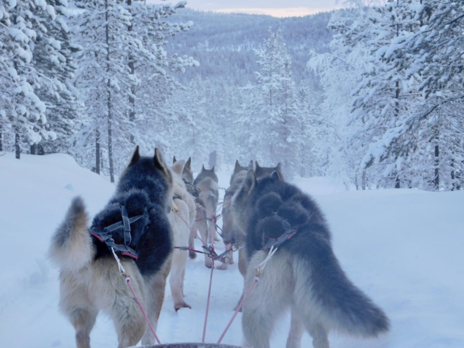 Galerie Polarkreisportal de