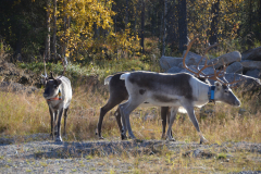 5-Salla