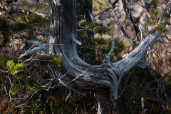 skuleskogen-sverige25