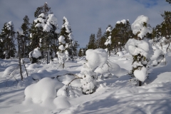 Hetta-Wald