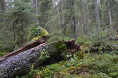 Was liegt, liegt: Zurück zum Urwald.