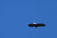 Seeadler-in-der-Luft