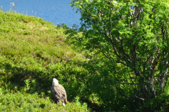 Seeadler-sitzend