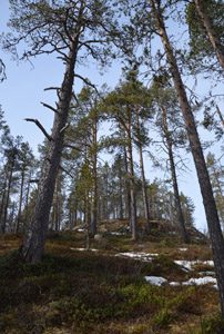 Bäume Finnland