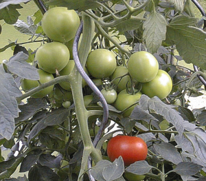 Tomaten im Treibhaus.
