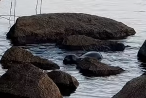Steine, Wasser Robbe