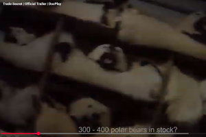 gestapelte Eisbärenfelle