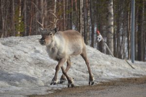 Rentier läuft am STraßenrand