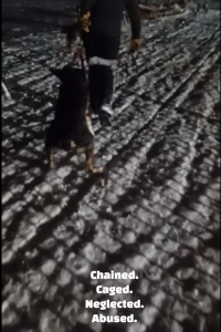 Person zerrt Hund durch den Schnee.