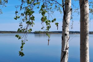 Birken am Wasser