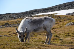 Weidendes kleines Rentier mit kurzen Hörnern
