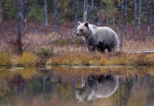 Bär im herbstlichen Wald